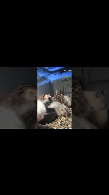 Sleepy hatchling guinea fowl keets