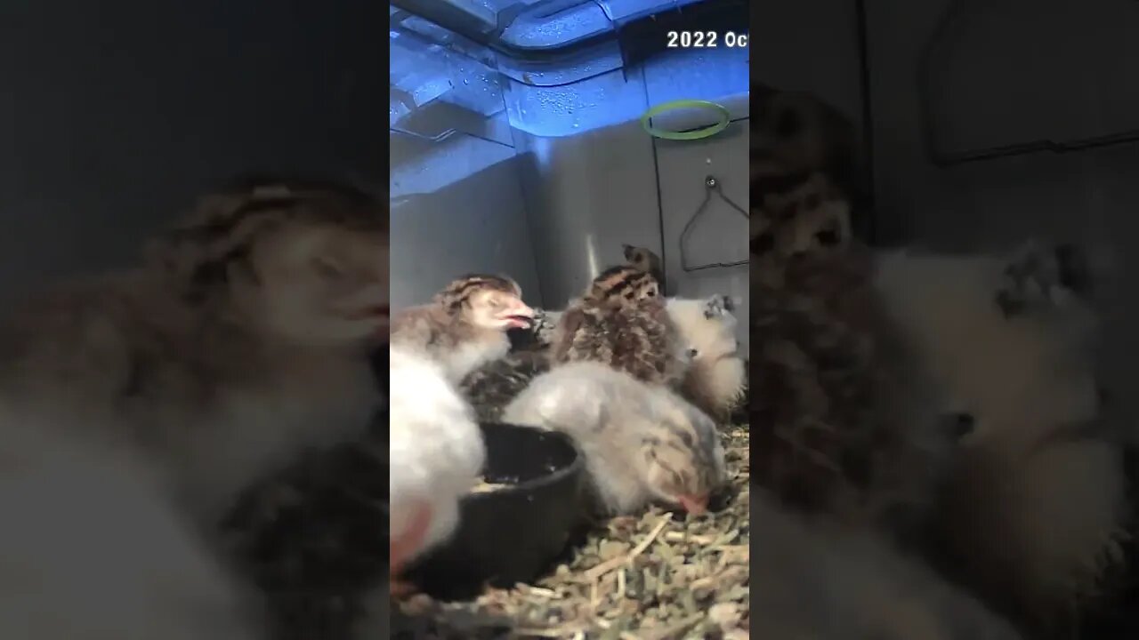 Sleepy hatchling guinea fowl keets