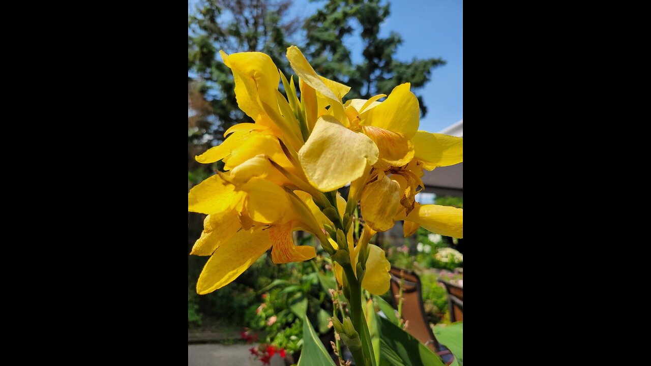 CANNA AND PHLOX