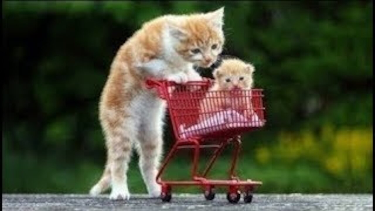 Cute Cats and Funny Dogs Videos Compilation Very Funny