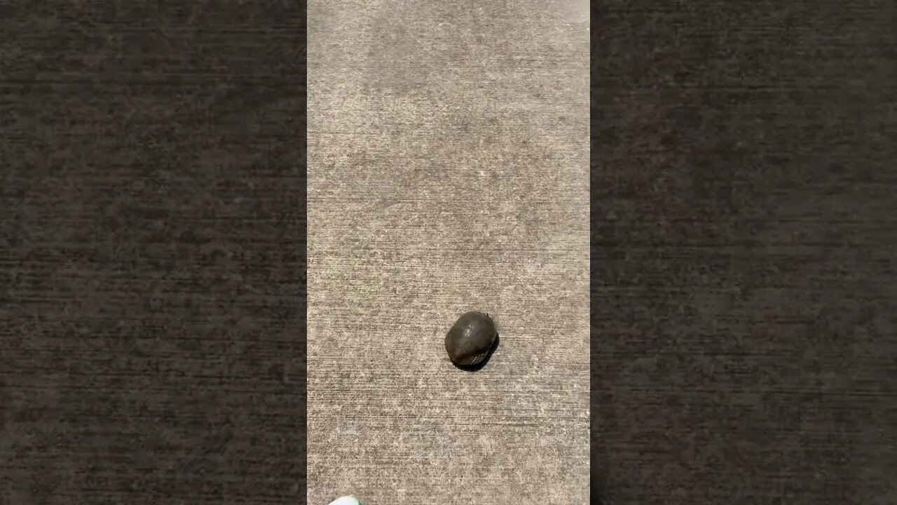SAVED A TURTLES 🐢 LIFE 💪🏾