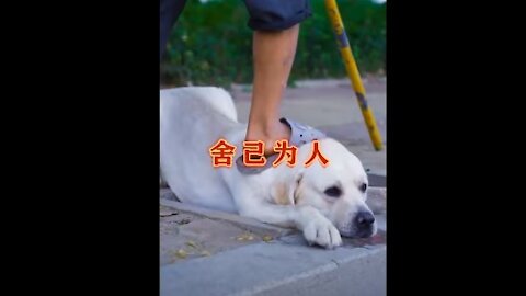 Amazing! How Dog saved a blind Man.