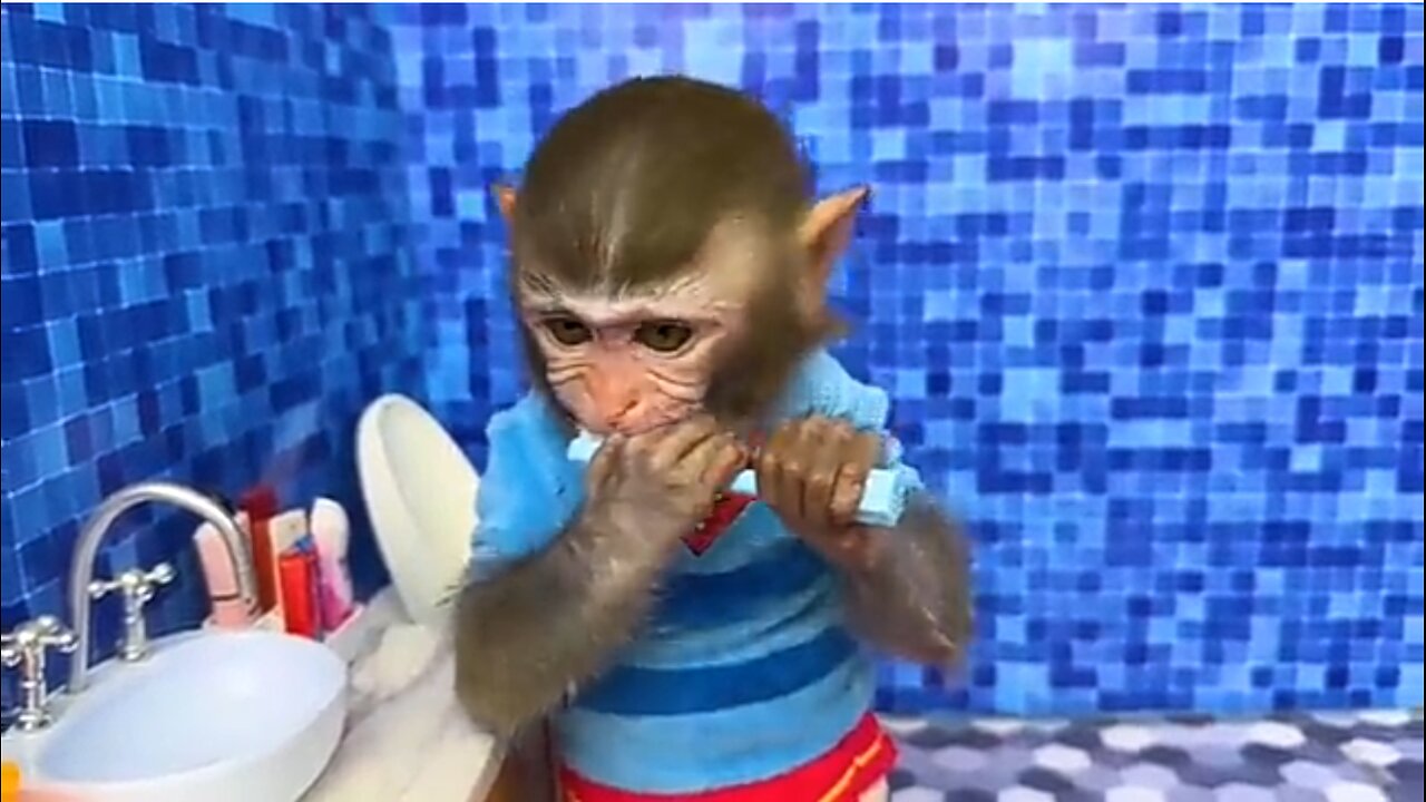 Smart Monkey