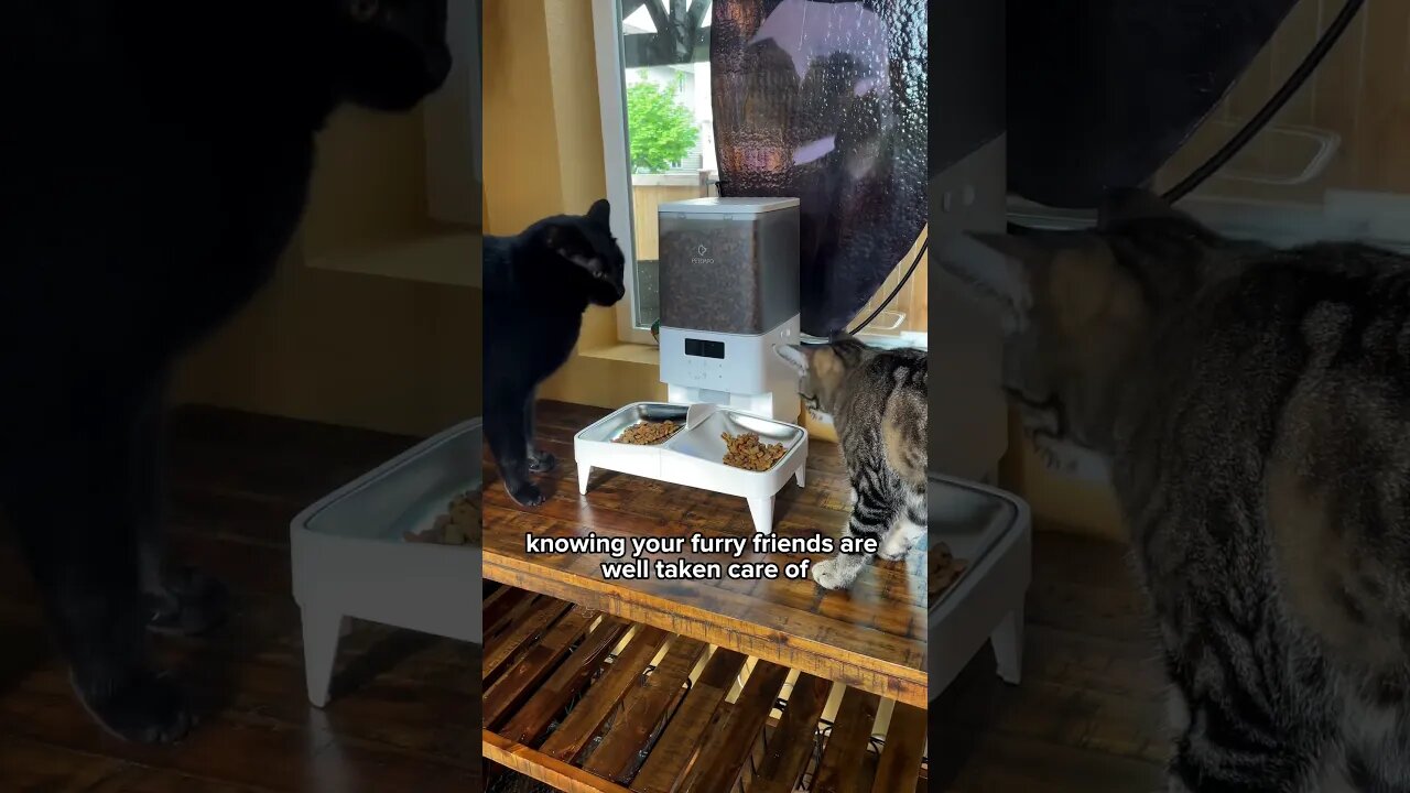 Feeding two cats just got easier😸 20% OFF: LEONCAT1 @petempo #petempo #cat #cute #leonthecatdad