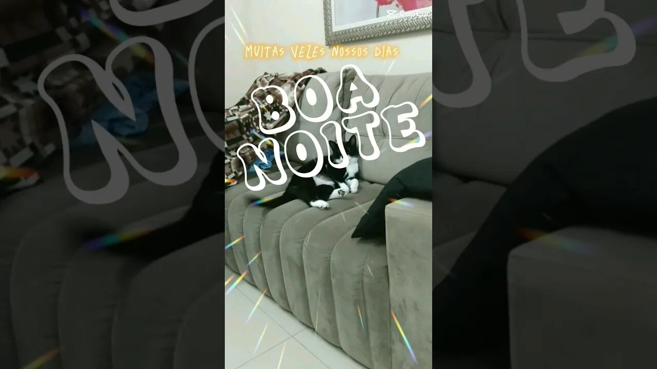 Boa noite Gato Bartolomeu Tunico