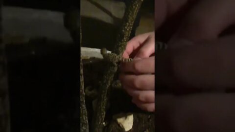 Happier in his hand!🌳🦎🫴#shorts #viral #trending #tiktok