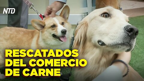 Rescatan a perros chinos del comercio de carne