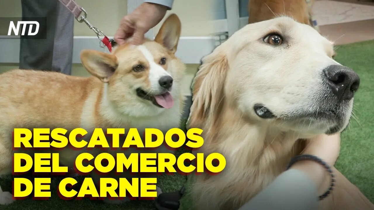 Rescatan a perros chinos del comercio de carne