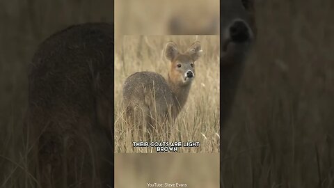 Chinese Water Deer 🦌 One Of The Cutest And Exotic Animals In The World #shorts