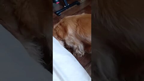 dog , shorts