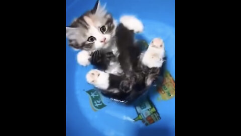 Omg So Cute Cats Best Funny Cat Videos 2021 (Part 2)🐱