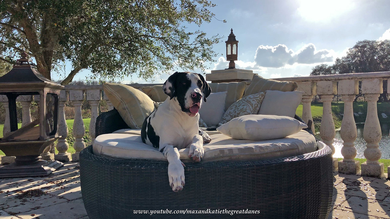 Laid back puppy chills out on patio lounger