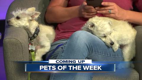 A double dose of 23ABC Pet of the Week! Meet Jupiter and O'Ryan!