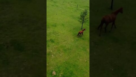 #folkmetal #australia #shorts #animals #horse