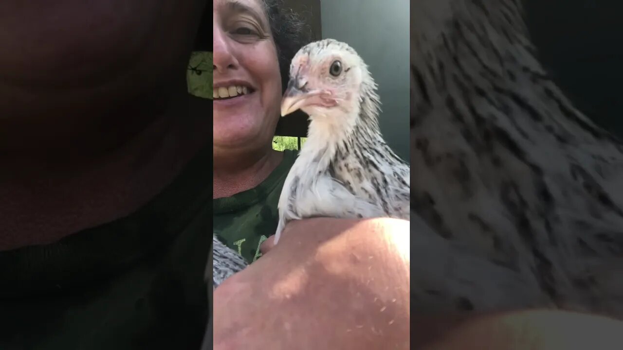 Two pullets from last incubation