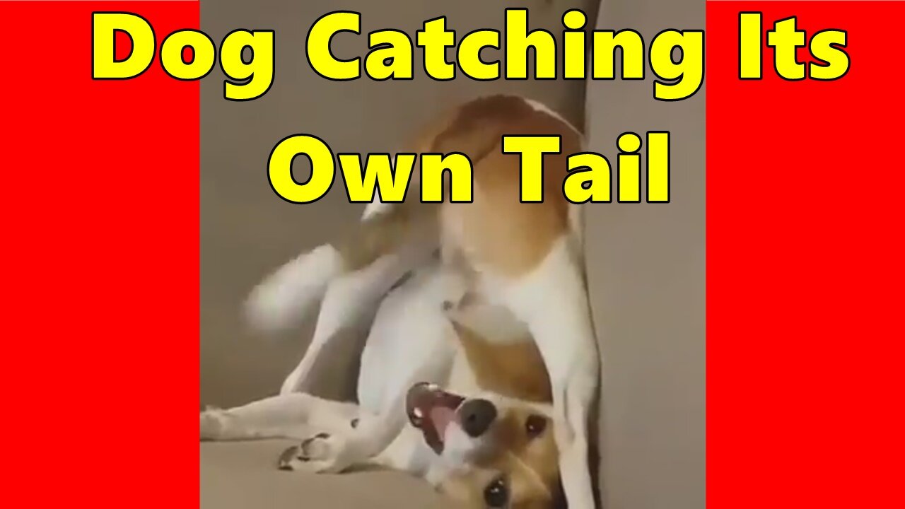 Puppy Trying To Catch Its Own Tail