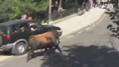 Bull attack on Car