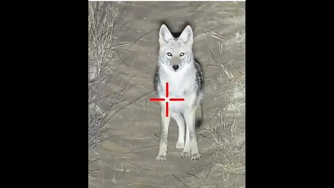 Wild animals hunting video,
