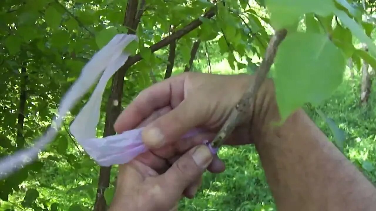 Second grafting with dormant bud in September on the same cornus mas tree (P4)