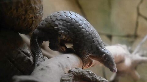 WATCH: Hopes that pangolin link to coronavirus outbreak may cause decline in poaching (gJU)