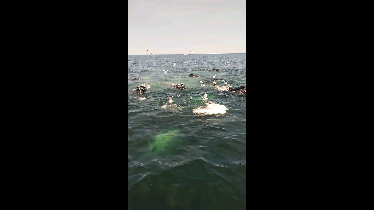 Super close bubble net whales