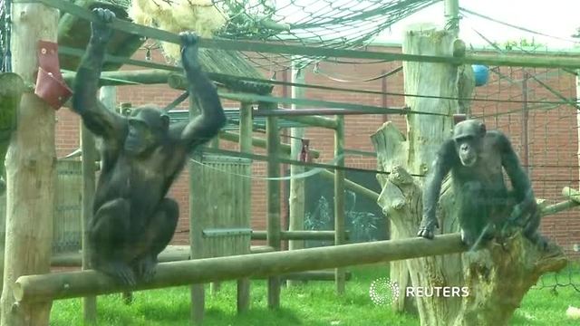 Helping chimps hang on to their wild side