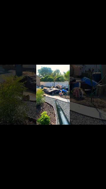 Daisy BB gun, has some accuracy!