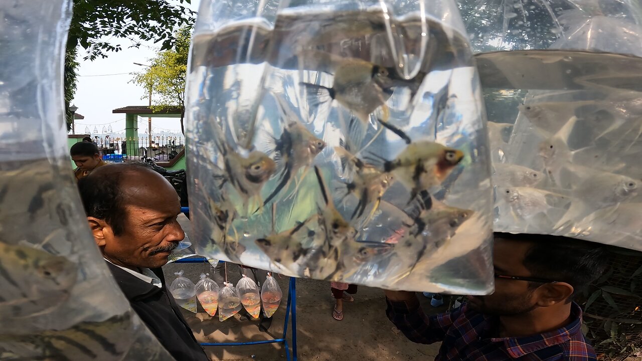 aquarium fish market in india