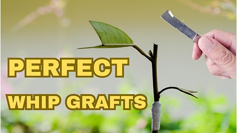 Mastering Whip Grafting: Step-by-Step Guide to Perfect Grafts #grafting #whipgraft #plantgrafting