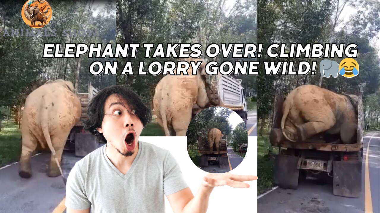 Elephant Takes Over! Climbing on a Lorry Gone Wild! 🐘😂