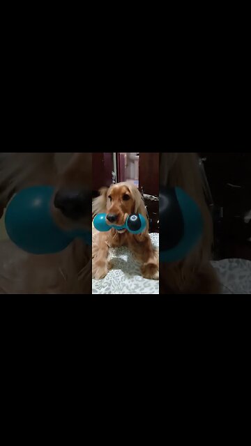 #cachorro, Beautifuldog, #friend, #dogshow, #amimals, #dogs, #shorts