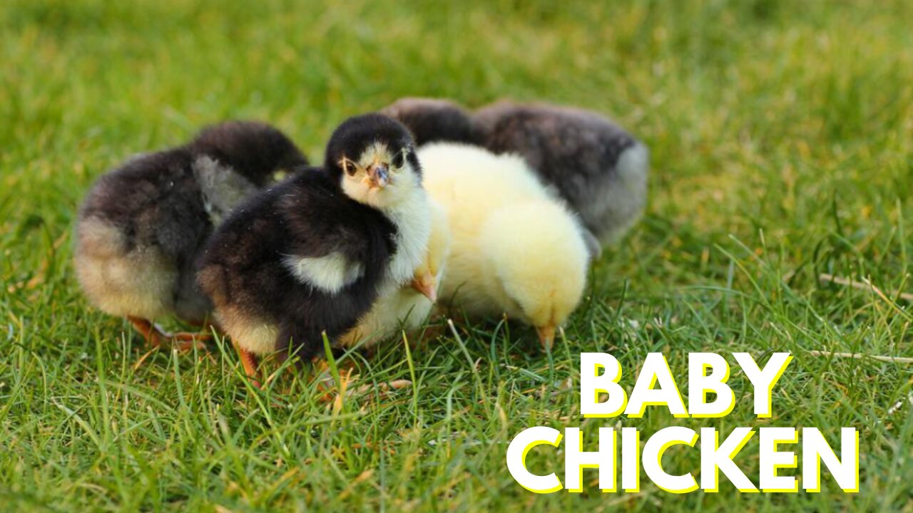 Cute Baby Chicken Video By Kingdom Of Awais