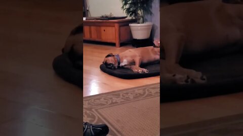 dog is dreaming