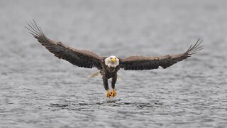 Bald Eagle Snags a Fish, Coeur d'Alene Lake, Sony A1/Sony Alpha1, 4k