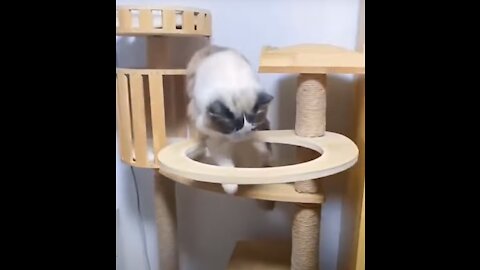 Cats Top Cutes Videos 2021