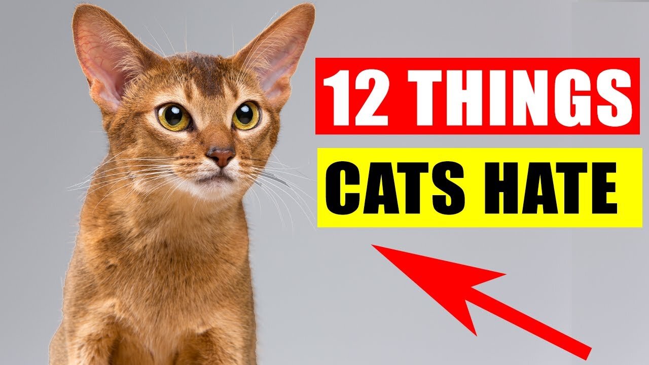 12 Things Cats Hate the Most | 10 secrete tips are being shared in this video.