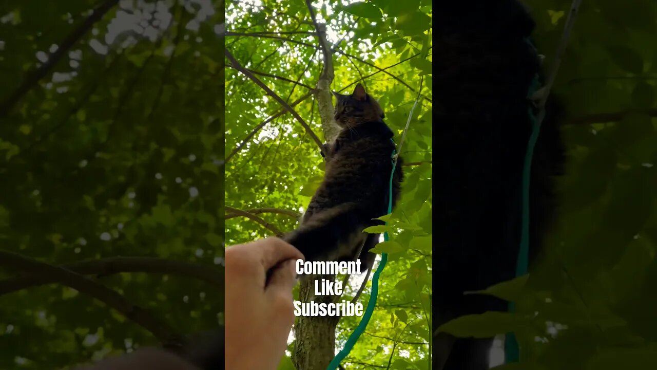 Saving crazy CAT from a high-rise tree!🙀#catwalk#catsclimbingtrees#short