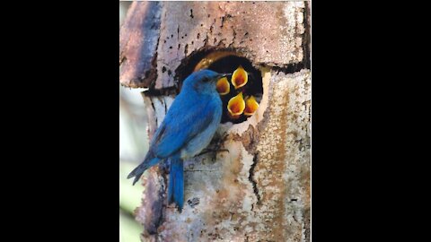 Eastern Bluebird feeding babies in is nest❤️.