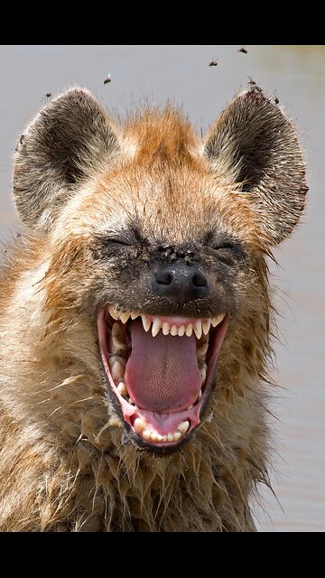 Biden Quits, nominates Hyena