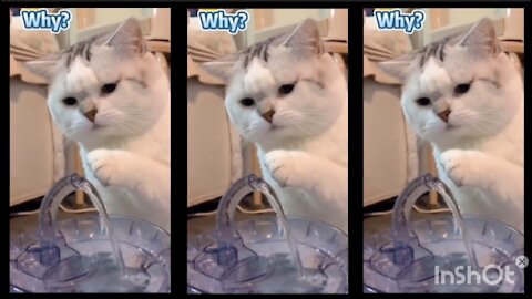 Cats Find Running Water For No Reason At All