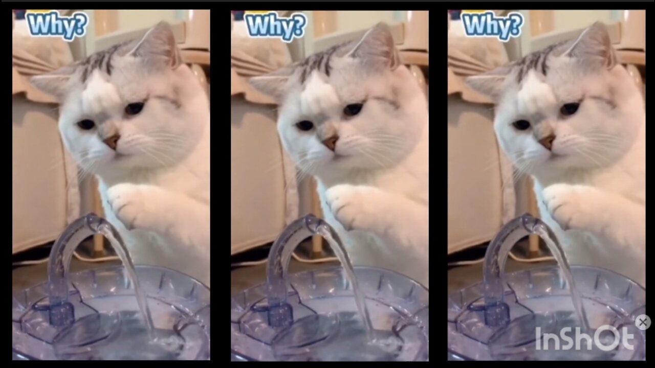 Cats Find Running Water For No Reason At All