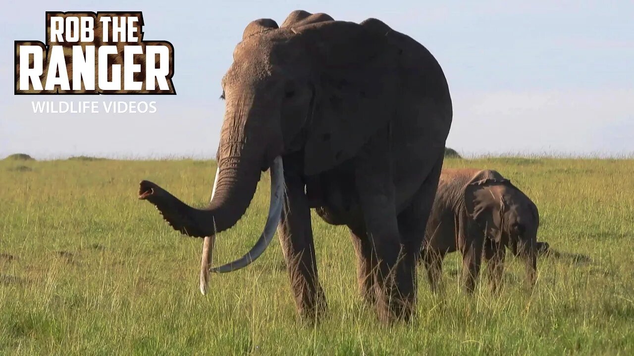 Tusker Matriarch Elephant | Lalashe Maasai Mara Safari