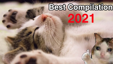 Best Compilation Cat ✔️ 2021