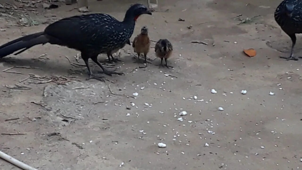 Jacu e seus filhotes