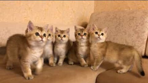 5 kittens are entranced by the same toy