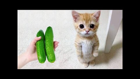 Funniest Dogs and Cats 😺🐶 Funny Animals 2023 😂 Part 5