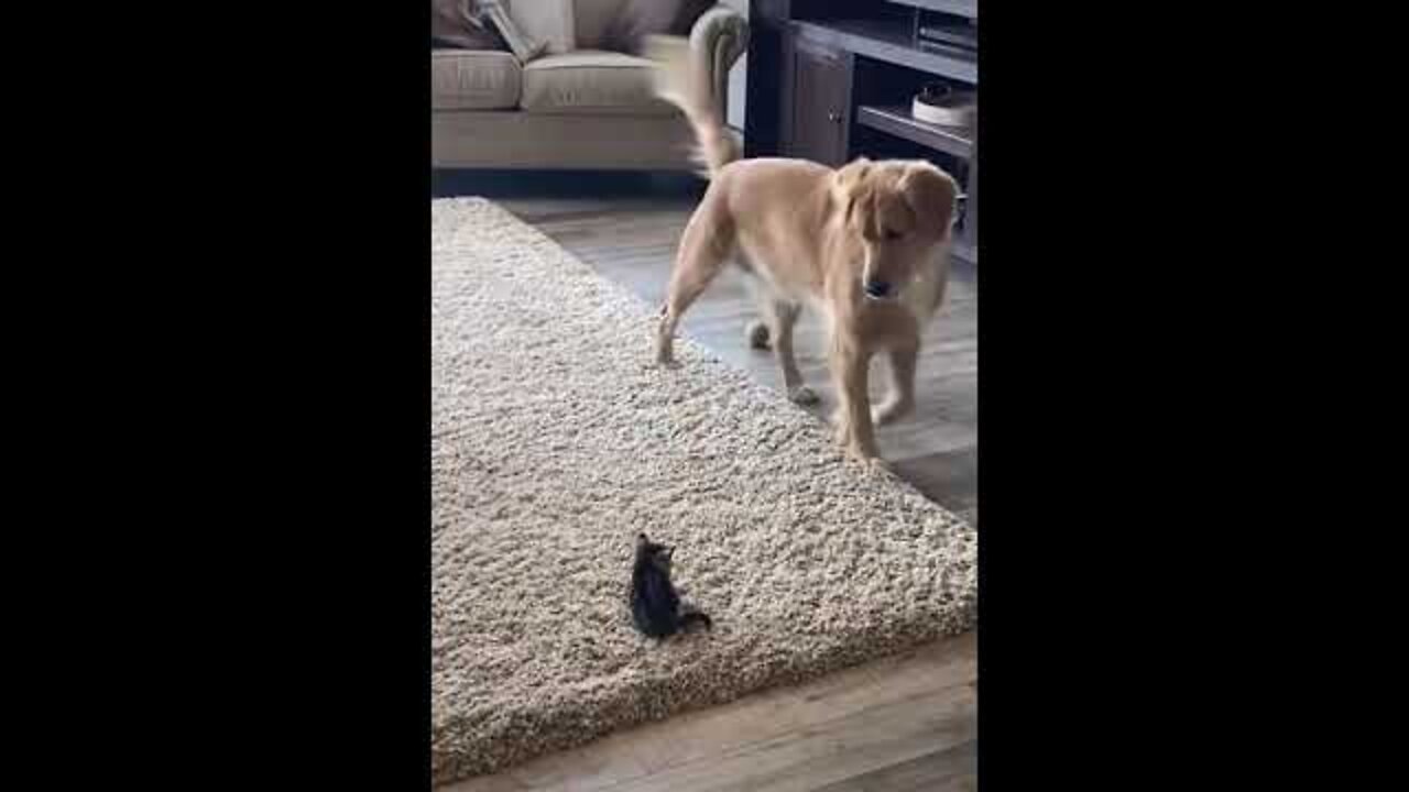 Dog Meets For The First Time Since She Was A cat