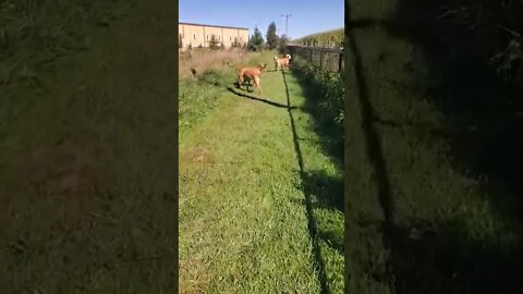 my dog and his buddies