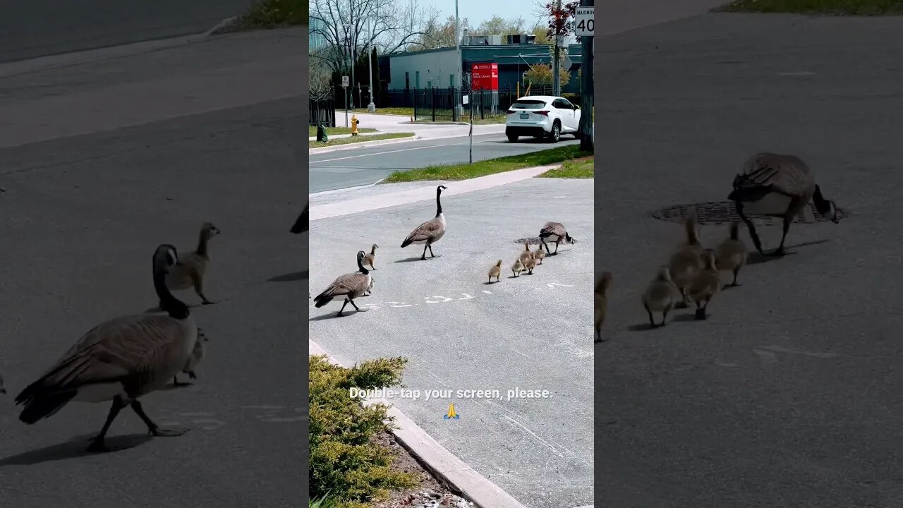 How many Canadian geese and goslings?