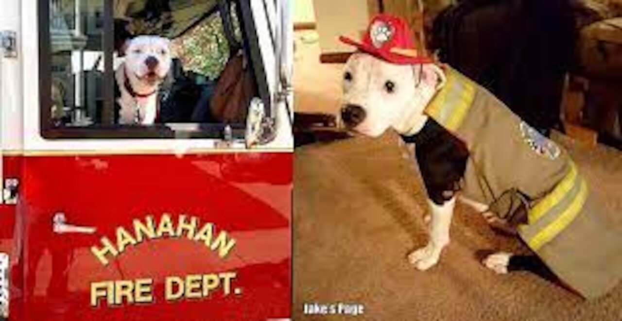 scared puppy rescued by firefighter!!